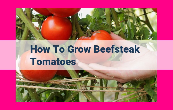 how to grow beefsteak tomatoes