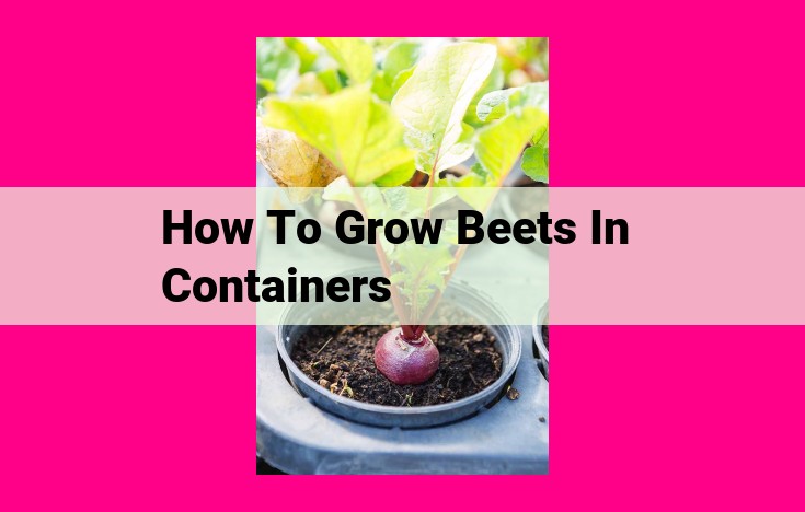 how to grow beets in containers