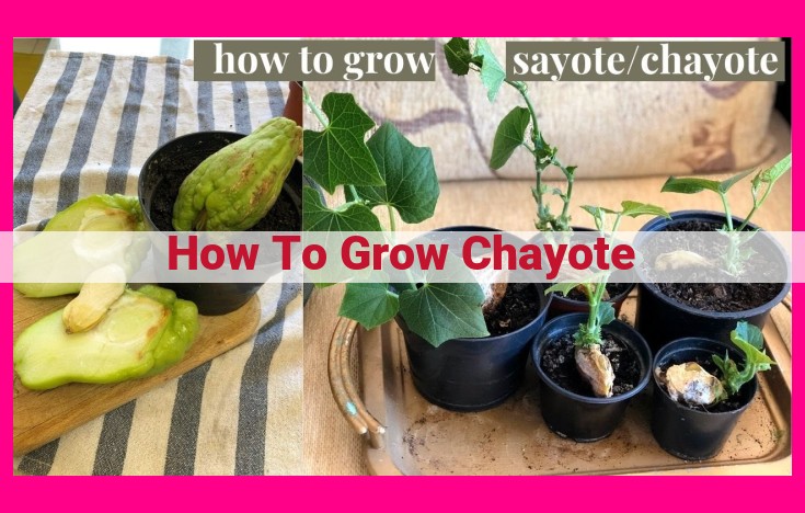 how to grow chayote