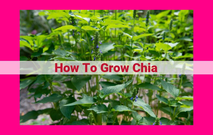 how to grow chia