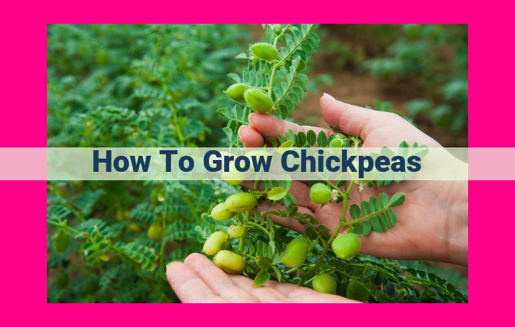 how to grow chickpeas