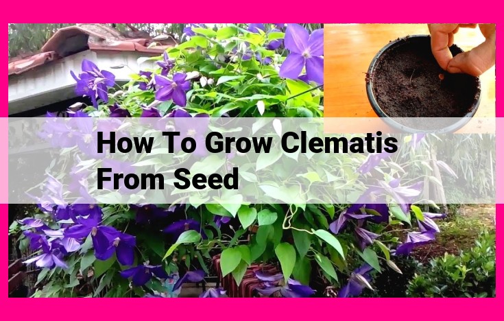 how to grow clematis from seed