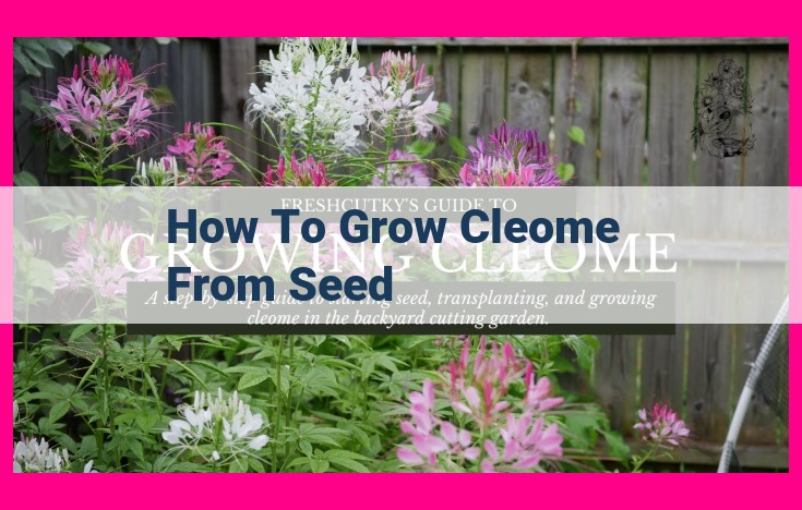 how to grow cleome from seed