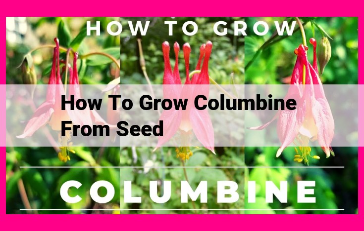 how to grow columbine from seed