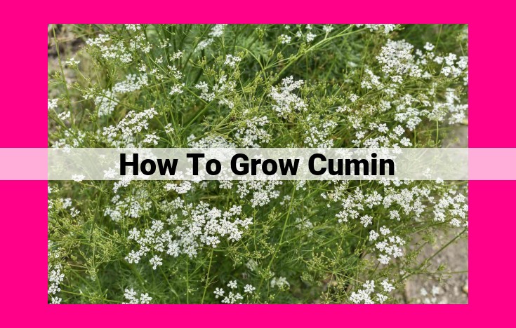 how to grow cumin