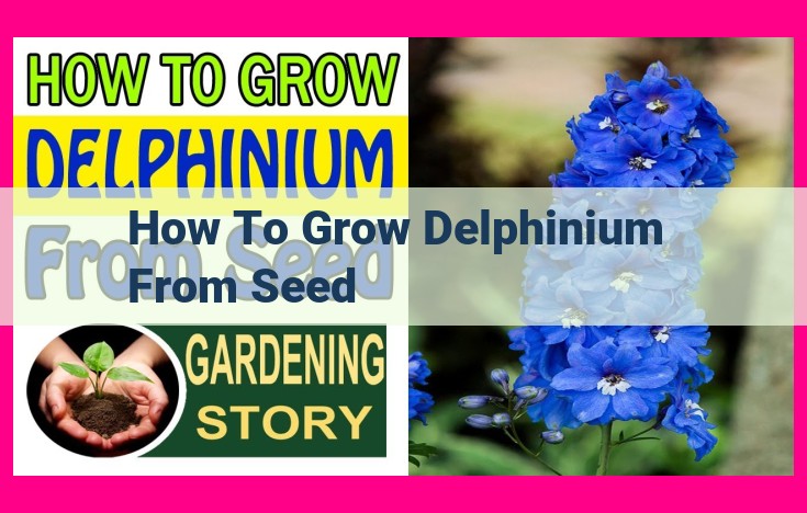 how to grow delphinium from seed