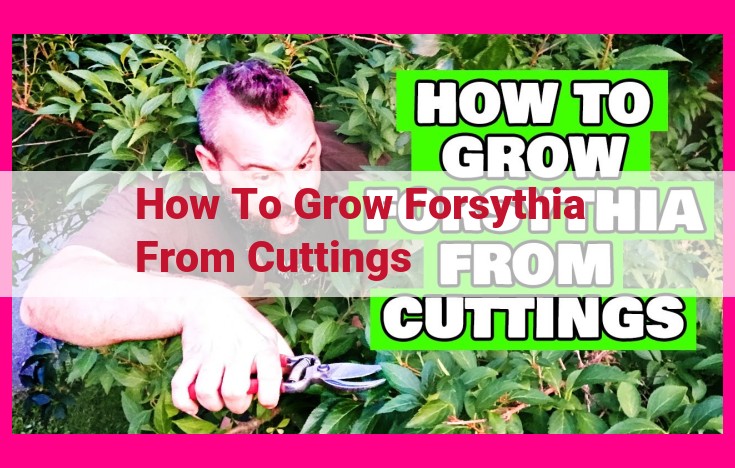 how to grow forsythia from cuttings