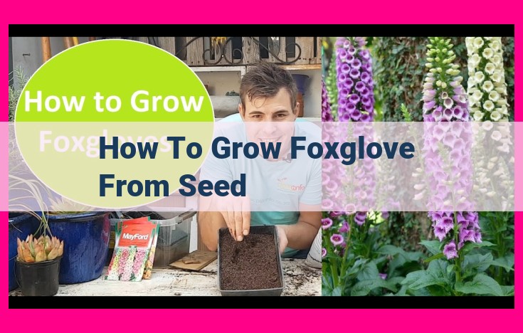 how to grow foxglove from seed