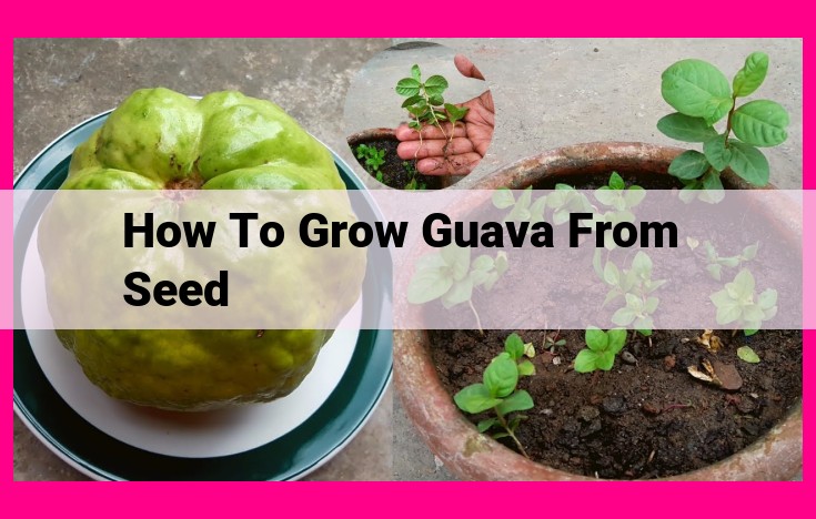 how to grow guava from seed