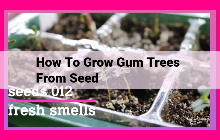 how to grow gum trees from seed