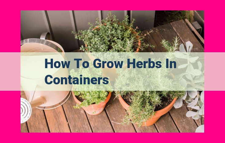 how to grow herbs in containers