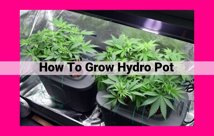 how to grow hydro pot