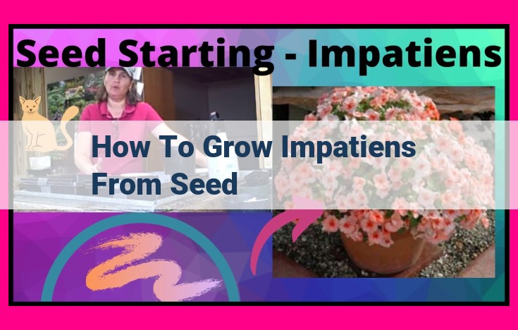 how to grow impatiens from seed