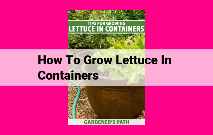 how to grow lettuce in containers