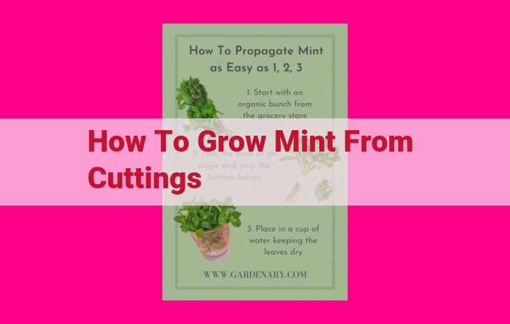 how to grow mint from cuttings