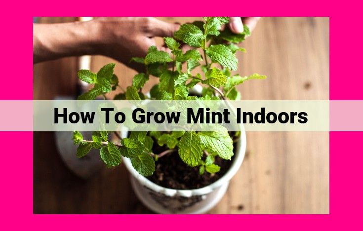 how to grow mint indoors