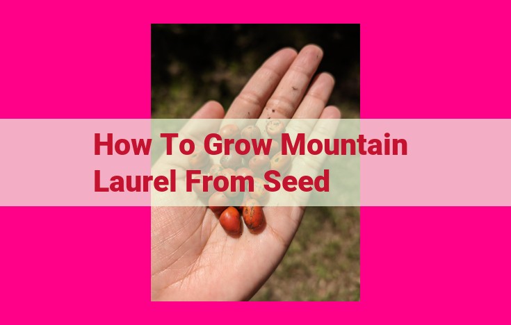 how to grow mountain laurel from seed