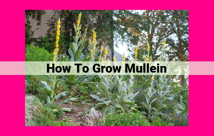 how to grow mullein