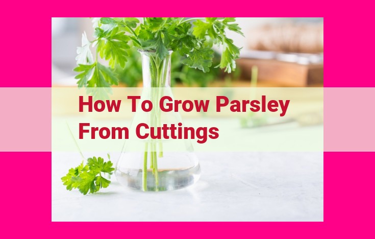 how to grow parsley from cuttings