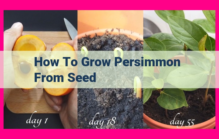 how to grow persimmon from seed