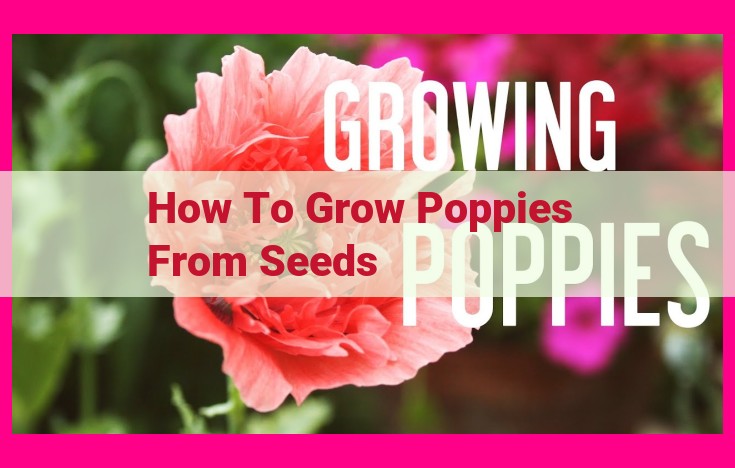 how to grow poppies from seeds