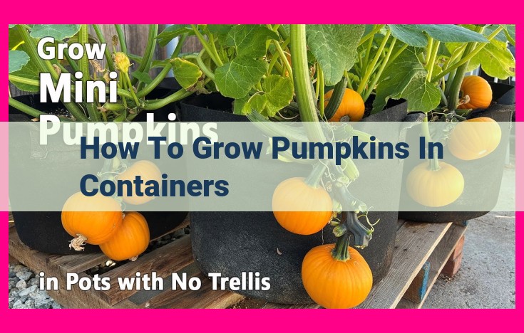 how to grow pumpkins in containers