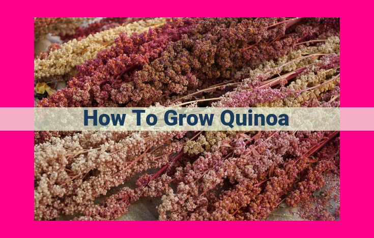 how to grow quinoa