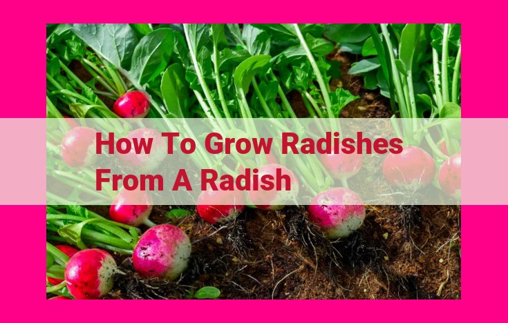 how to grow radishes from a radish