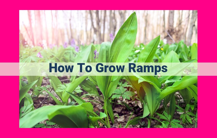 how to grow ramps