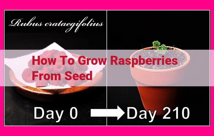 how to grow raspberries from seed