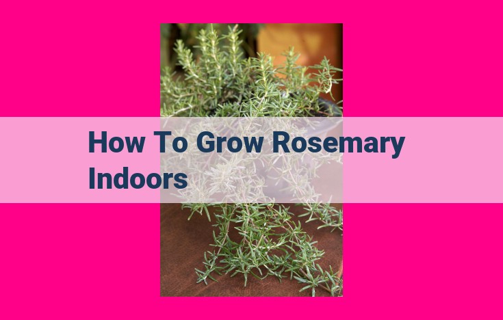 how to grow rosemary indoors