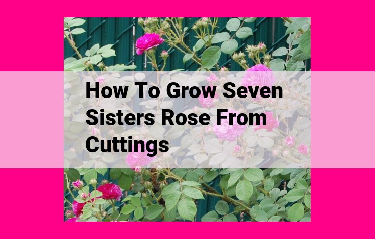 how to grow seven sisters rose from cuttings