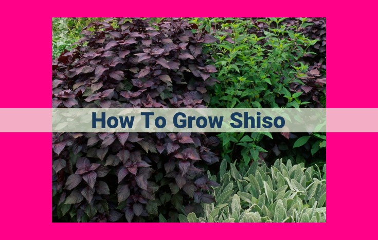 how to grow shiso