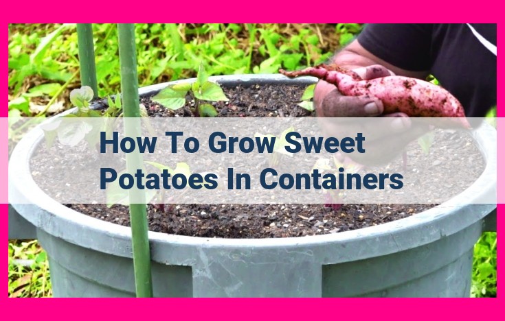 how to grow sweet potatoes in containers