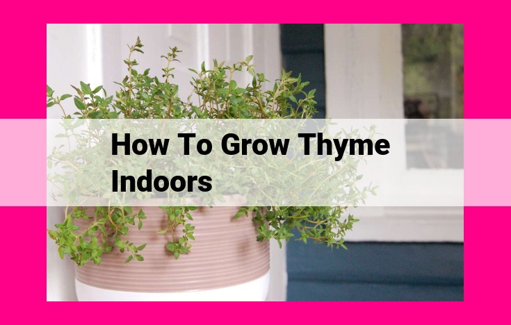 how to grow thyme indoors