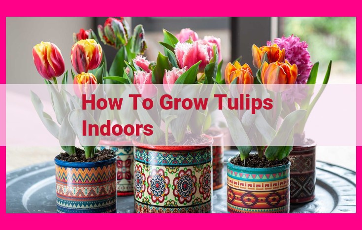 how to grow tulips indoors