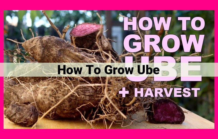 how to grow ube