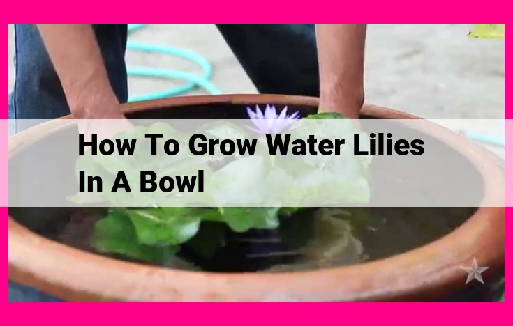 how to grow water lilies in a bowl