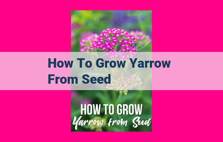 how to grow yarrow from seed