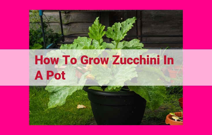 how to grow zucchini in a pot