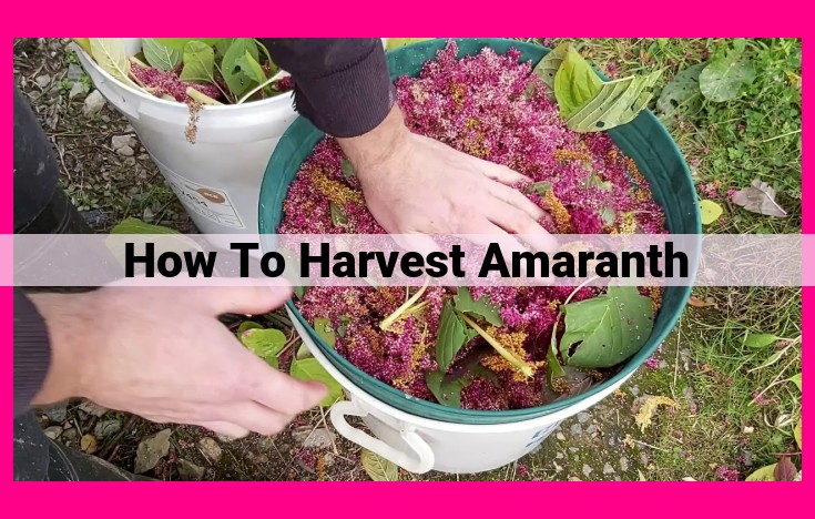 how to harvest amaranth