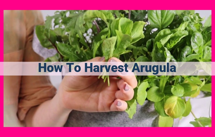 how to harvest arugula