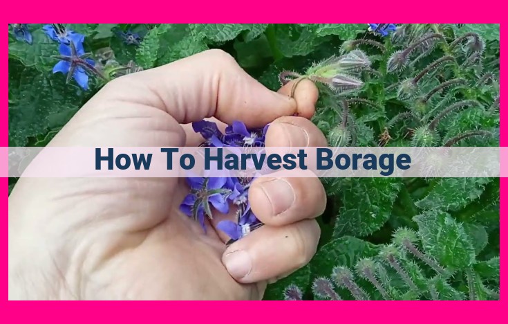 how to harvest borage