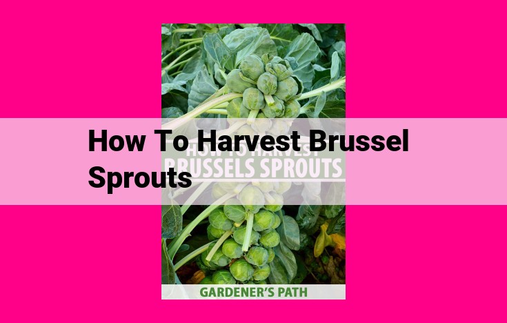 how to harvest brussel sprouts