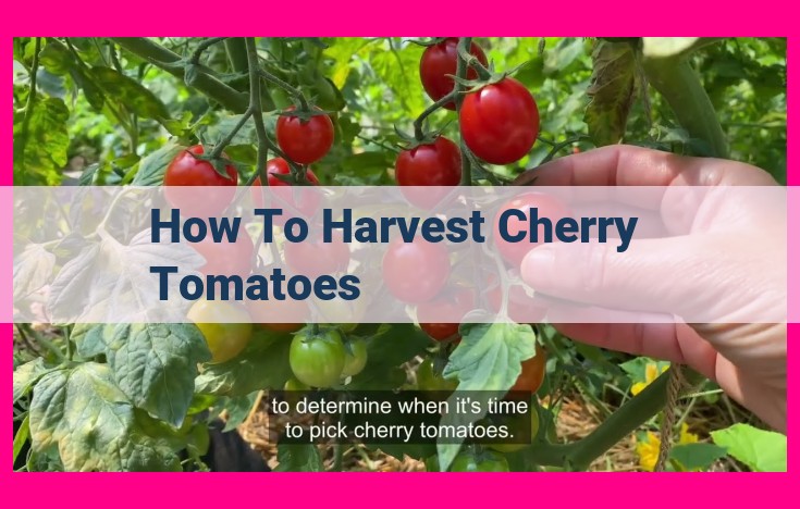 how to harvest cherry tomatoes