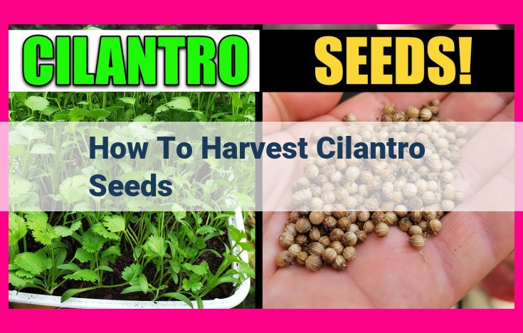 how to harvest cilantro seeds