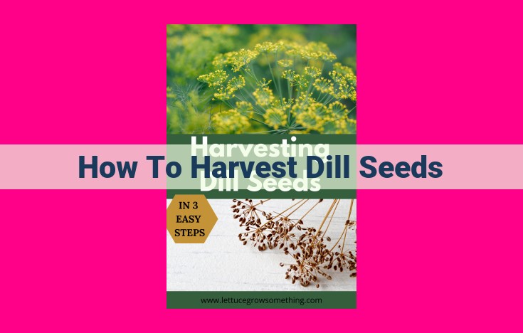 how to harvest dill seeds