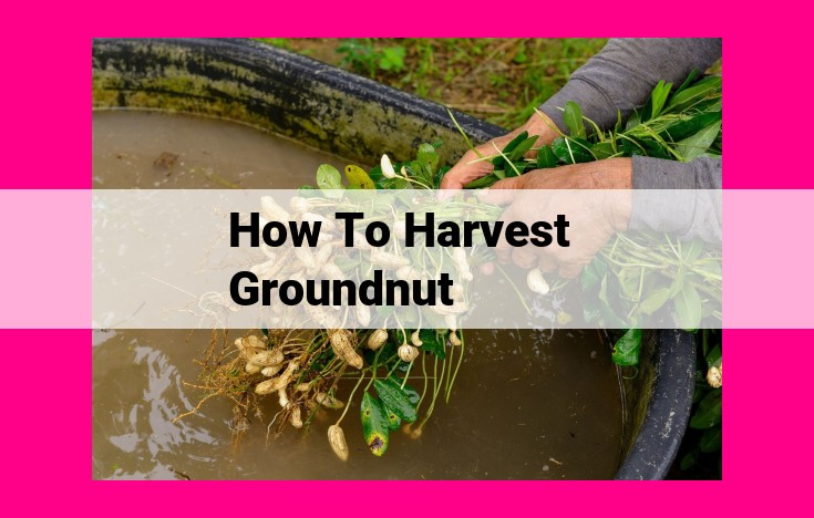 how to harvest groundnut