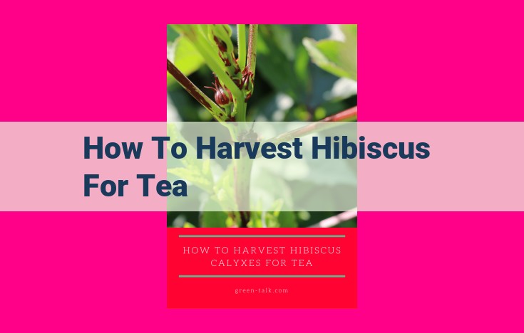 how to harvest hibiscus for tea