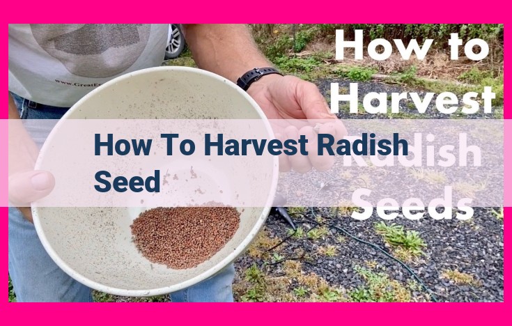 how to harvest radish seed